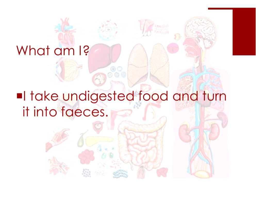 What am I? I take undigested food and turn it into faeces.